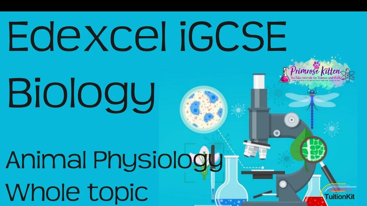 Edexcel iGCSE Biology: Animal Physiology Overview