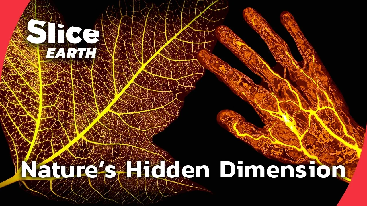 New Scientific Discoveries That Change Everything About Plants