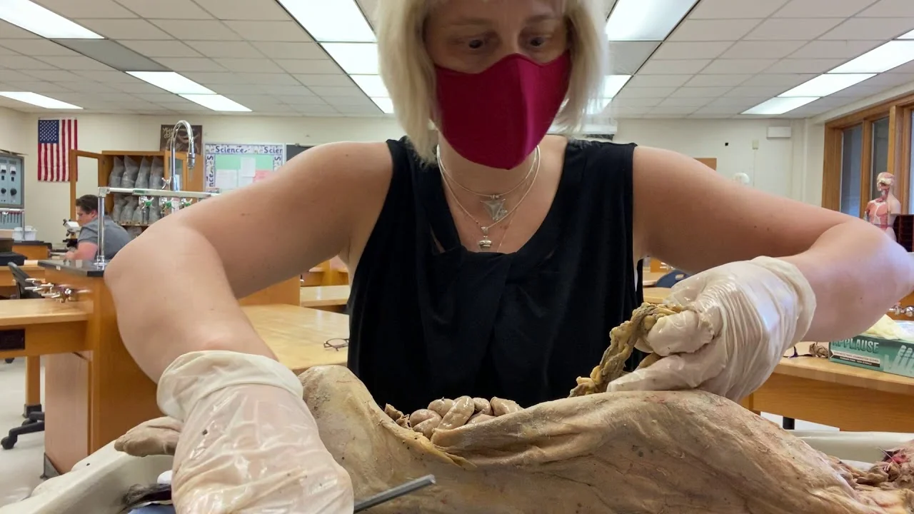 Cat Dissection Part 2: Removal and Examination of Organs