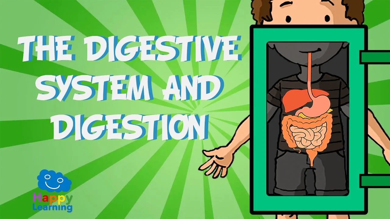 The Digestive System and Digestion